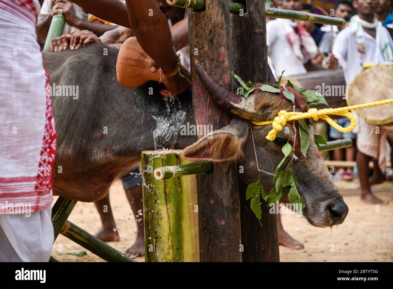INDIA: The sacrifice's eyes are full of despondent sadness as it meekly waits for the killing blow. GRUESOME photos show ruthless crowds baying for bl Stock Photo