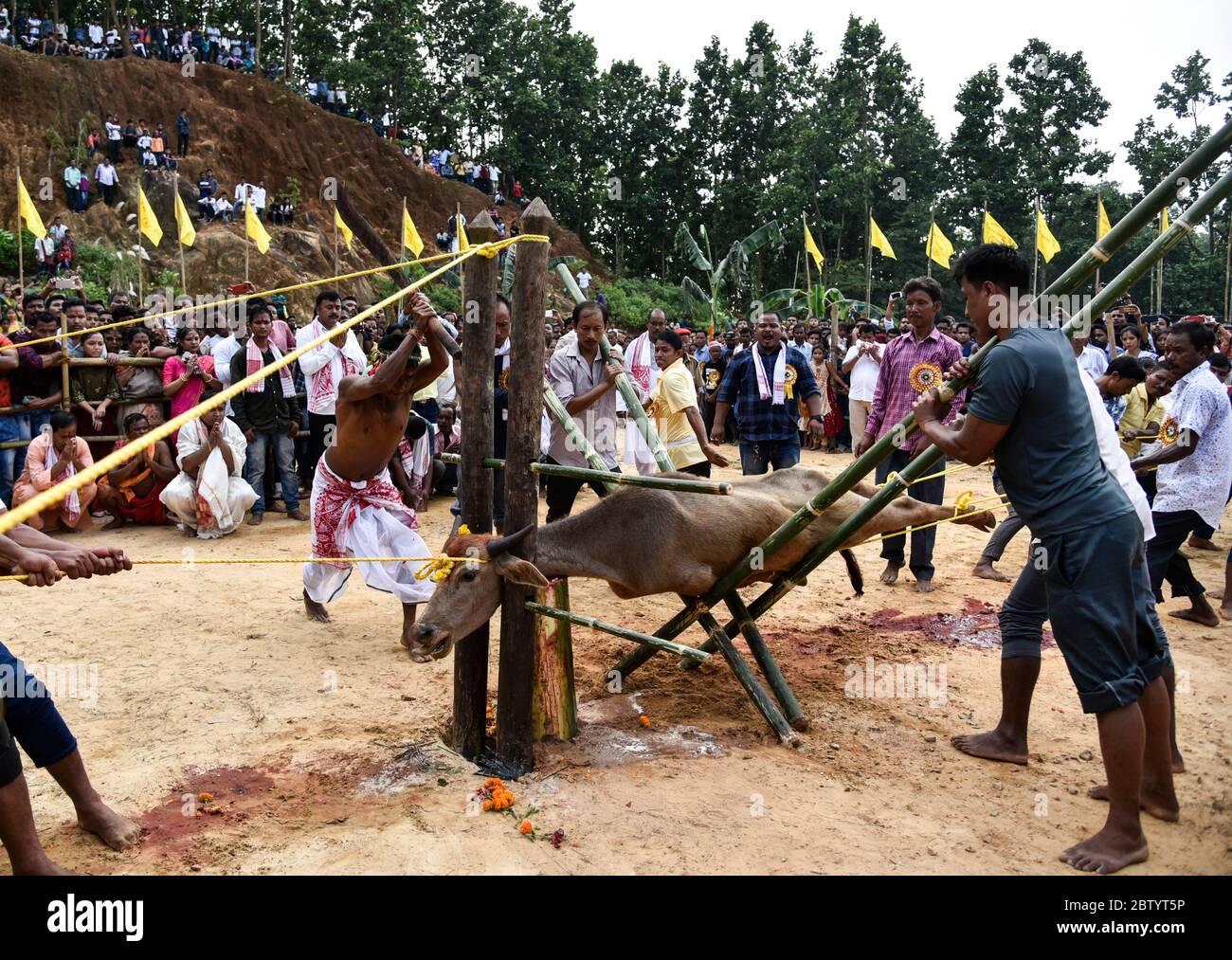 INDIA: The executioner swings his Ram-dao though, ending the creature's life.  GRUESOME photos show ruthless crowds baying for blood as buffalos are b Stock Photo