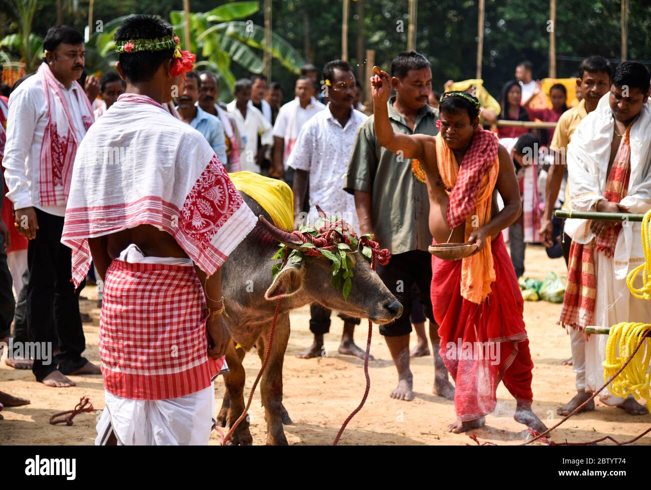 INDIA: A priest prepares the animal for sacrifice. GRUESOME photos show ruthless crowds baying for blood as buffalos are brutally slaughtered in the n Stock Photo