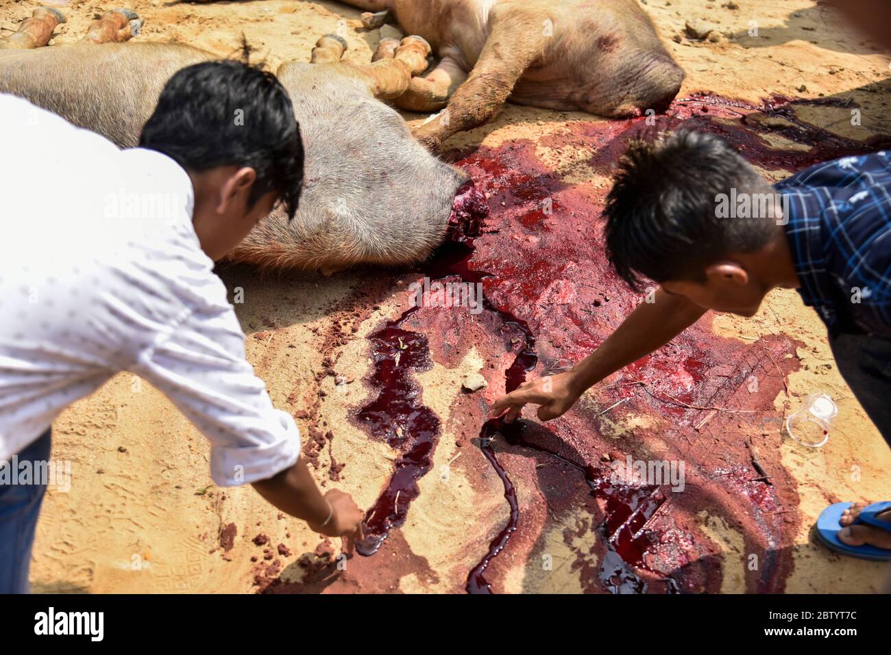 INDIA: Devotees dips their fingers into the creature's spilled blood. GRUESOME photos show ruthless crowds baying for blood as buffalos are brutally s Stock Photo