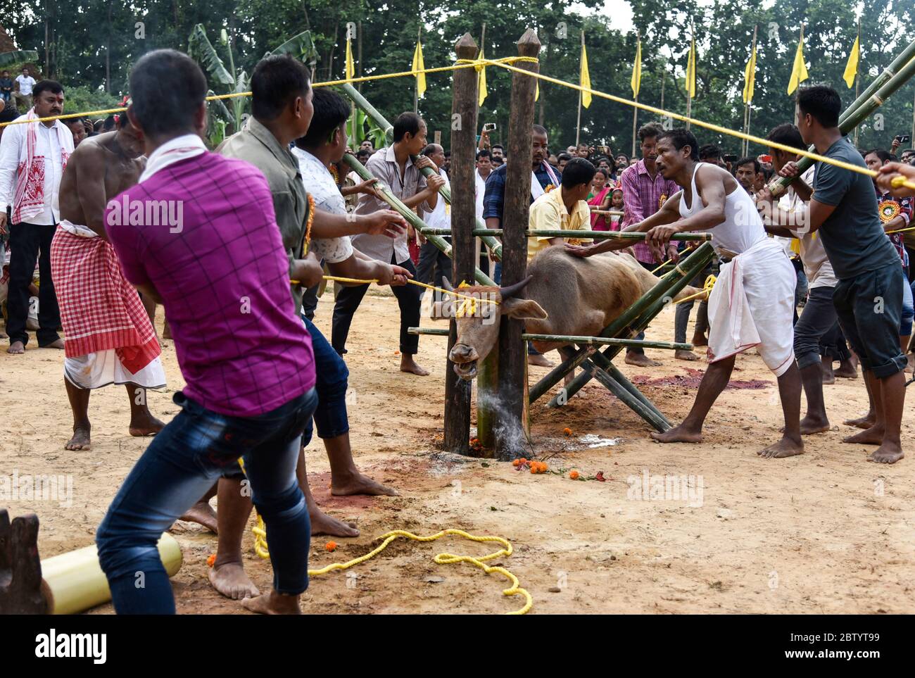 INDIA: A buffalo is wedged into a rudimentary scaffold. GRUESOME photos show ruthless crowds baying for blood as buffalos are brutally slaughtered in Stock Photo