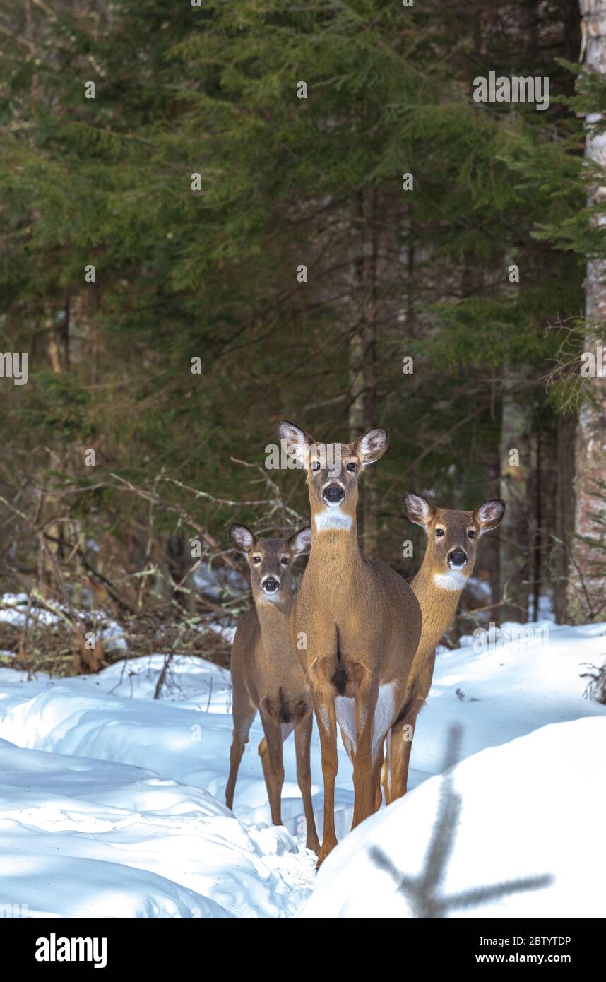 Three white-tailed deer in northern Wisconsin. Stock Photo