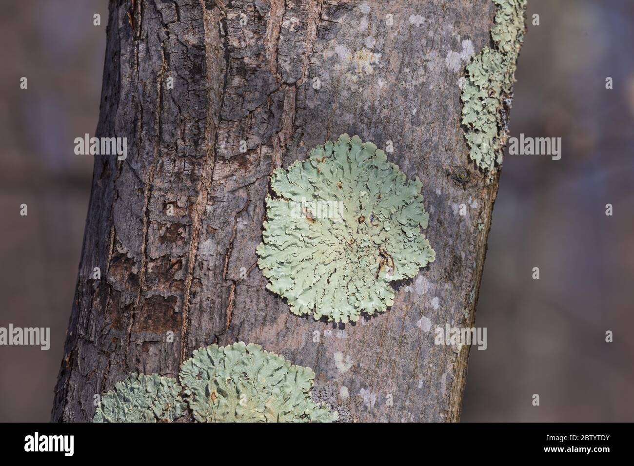 Greenshield lichen growing on a tree in northern Wisconsin. Stock Photo