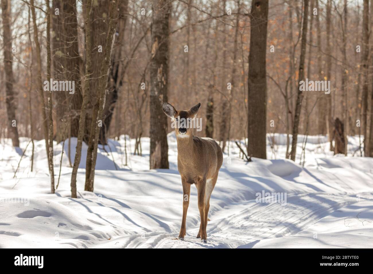 White-tailed doe walking on a snowmobile trail in northern Wisconsin. Stock Photo