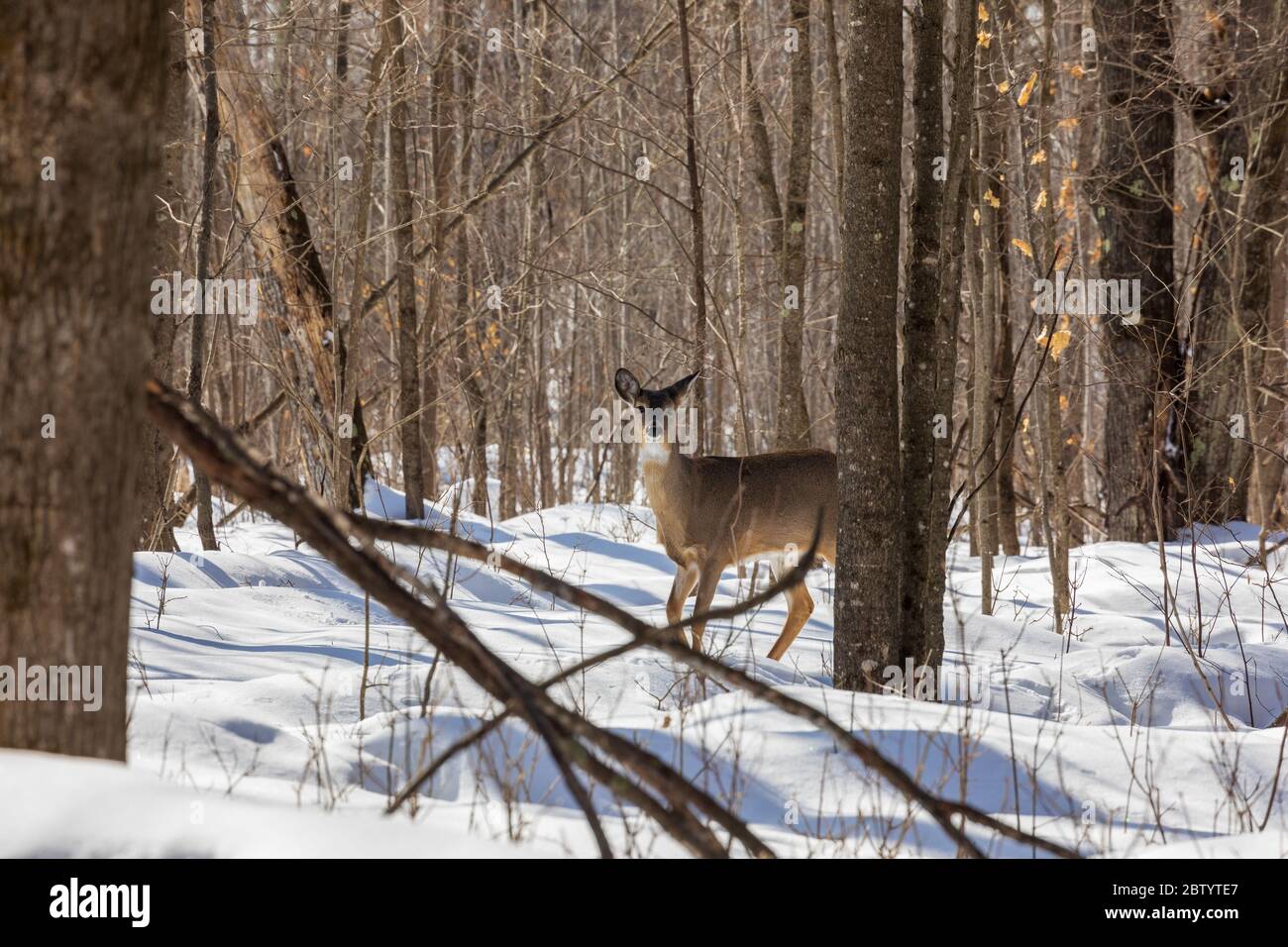 White-tailed doe walking in the winter forest of northern Wisconsin. Stock Photo