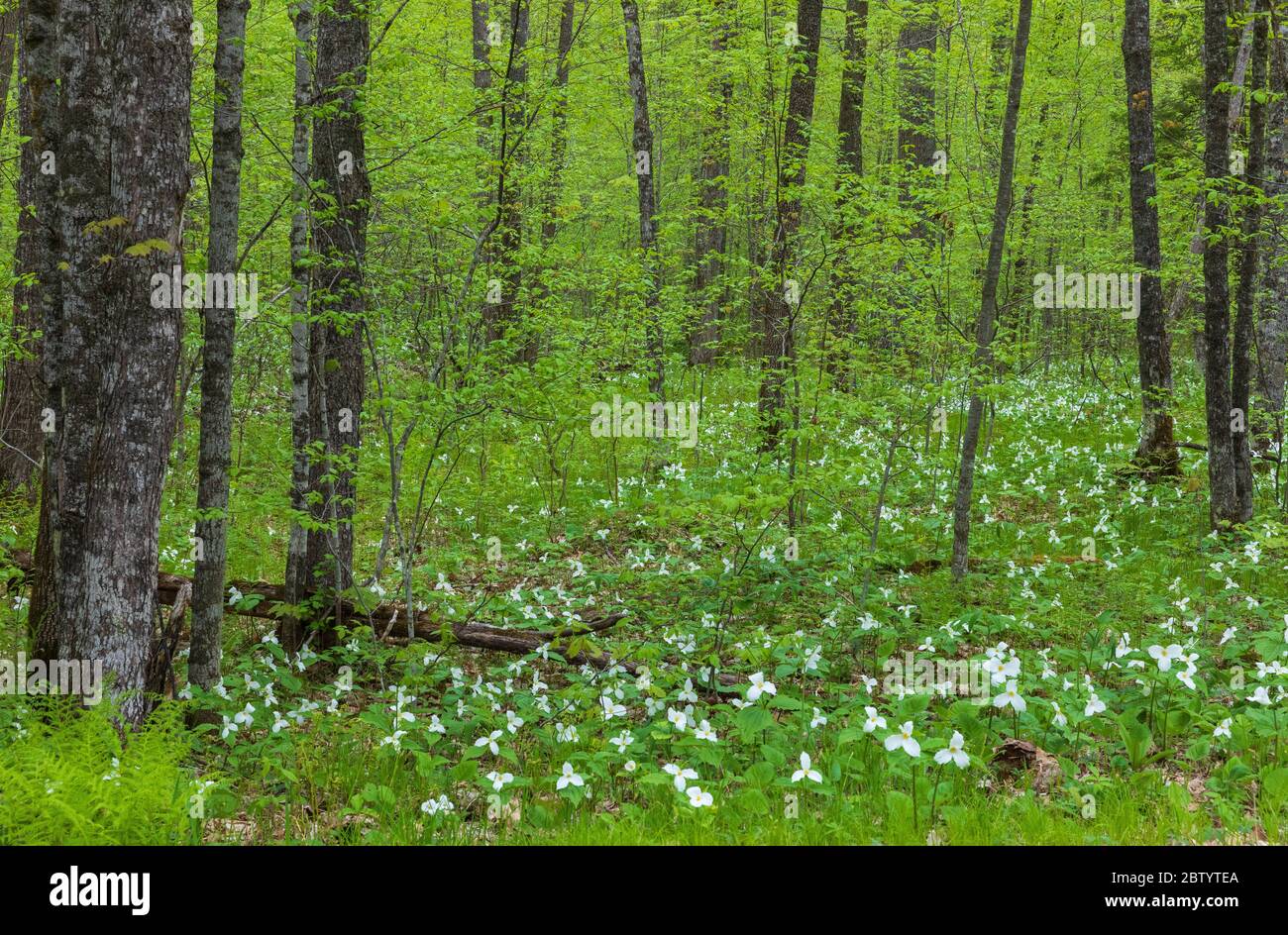 Large-flowered trillium growing in northern Wisconsin. Stock Photo