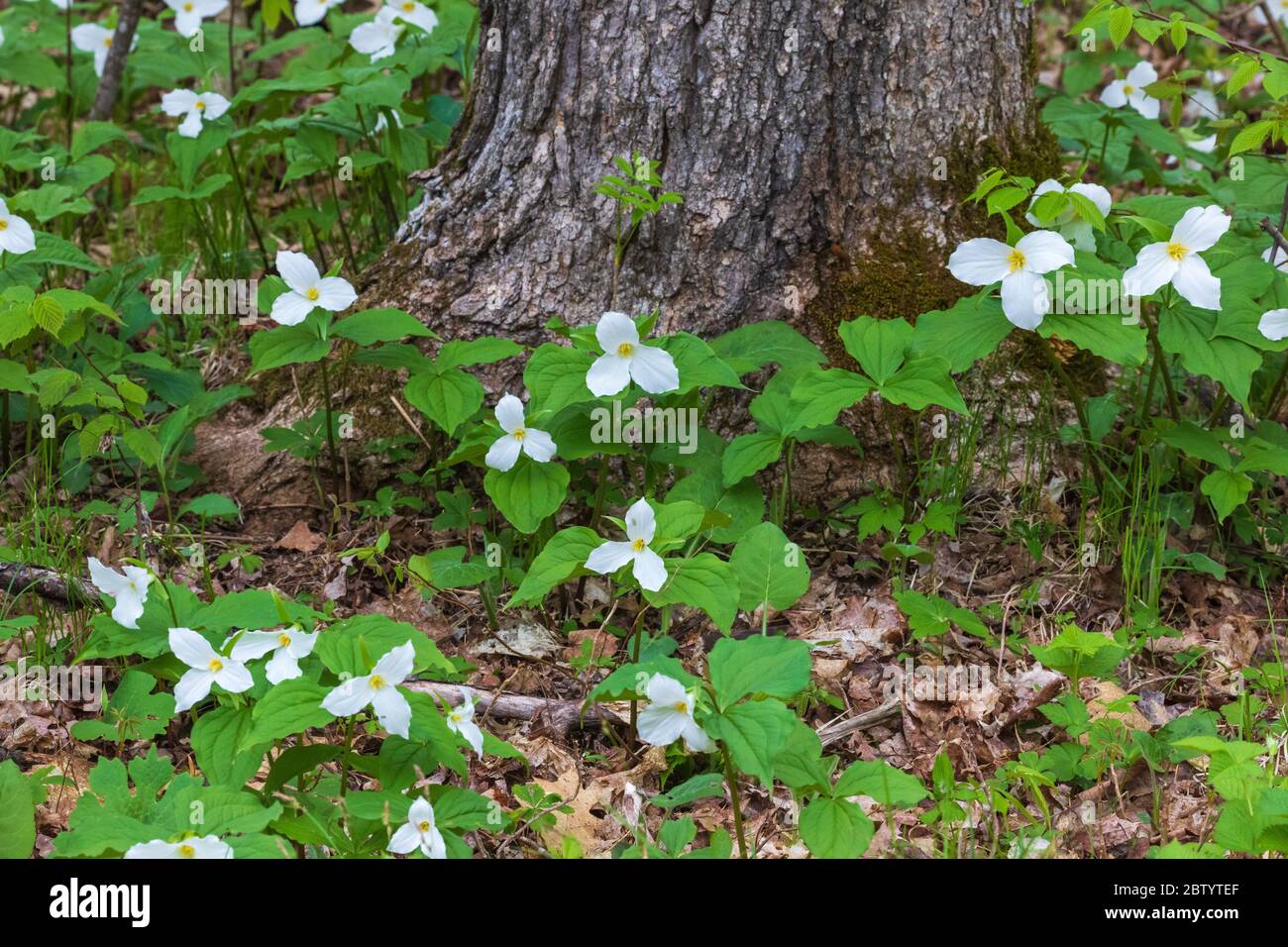 Large-flowered trillium growing in northern Wisconsin. Stock Photo