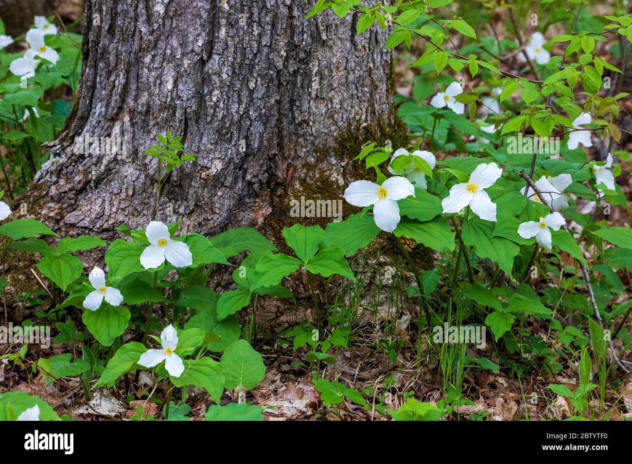 Large-flowered trillium growing in northern Wisconsin. Stock Photo