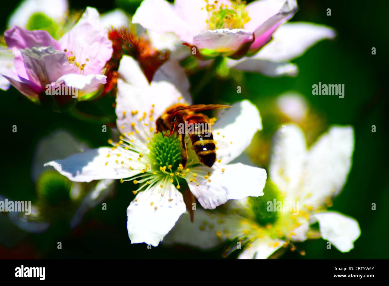bee on blackberry flowers Stock Photo