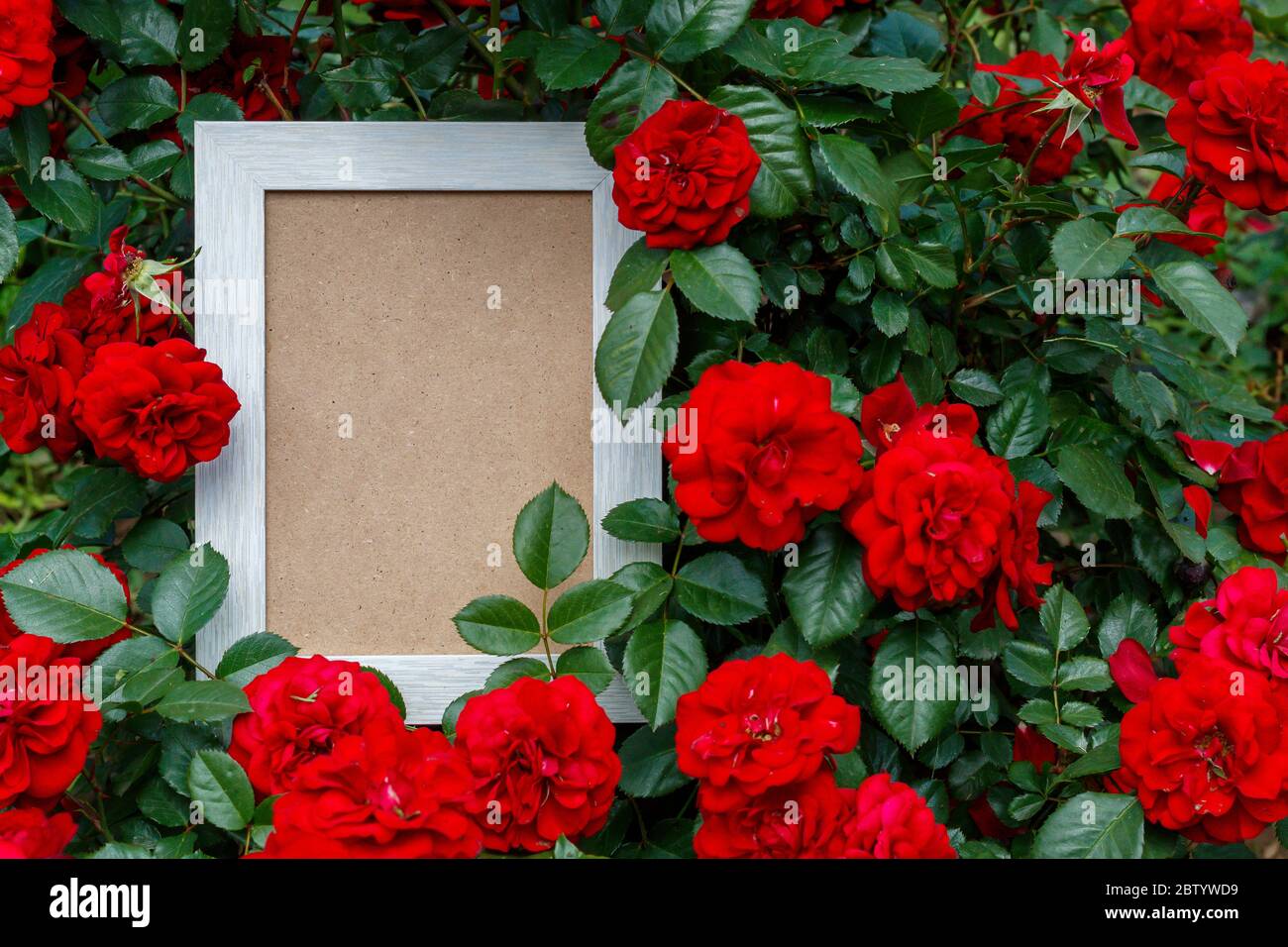 Empty Picture Frame In Natural Environment With Roses Stock Photo Alamy