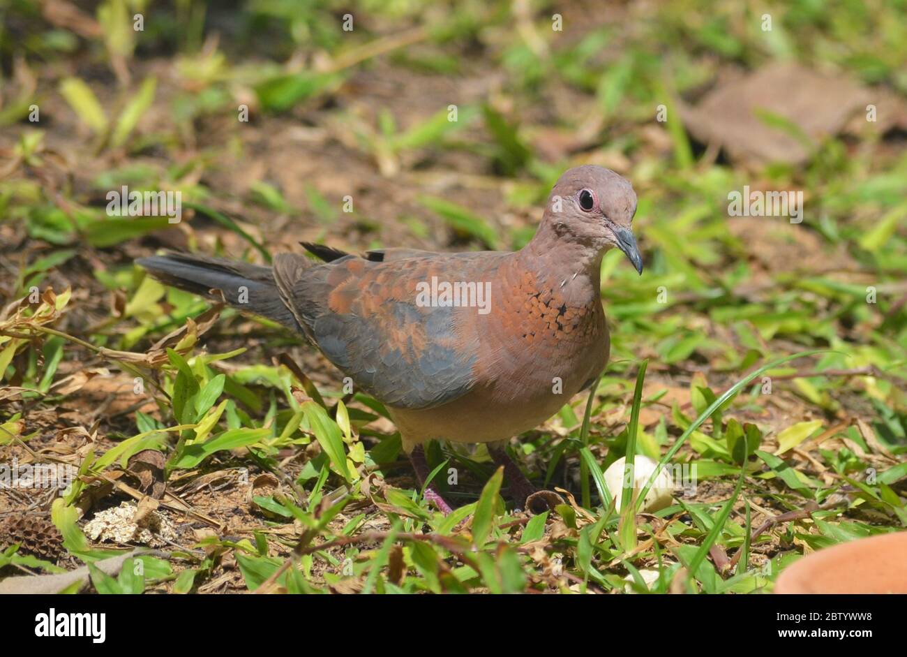 Senegal or Laughing dove (Spilopelia senegalensis) in a urban garden of