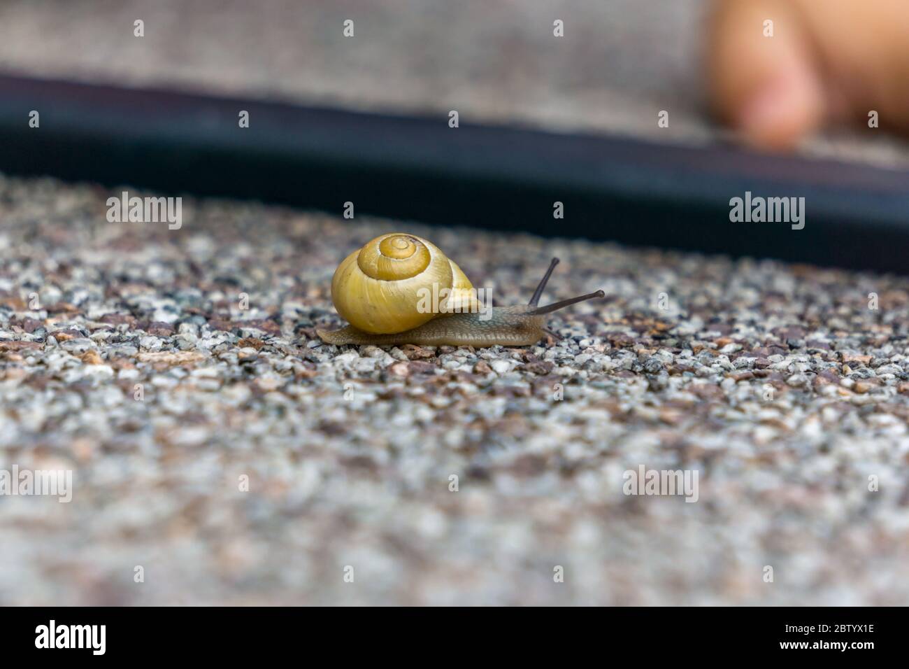 a snail on a paving stone slab in the garden in lower bavaria germany Stock Photo