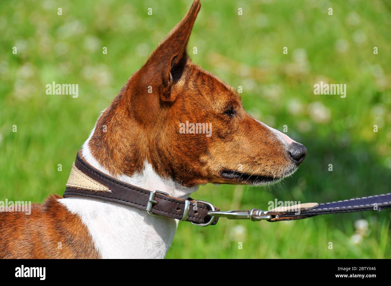 Basenji dog on a leash. Portrait Stock Photo Alamy