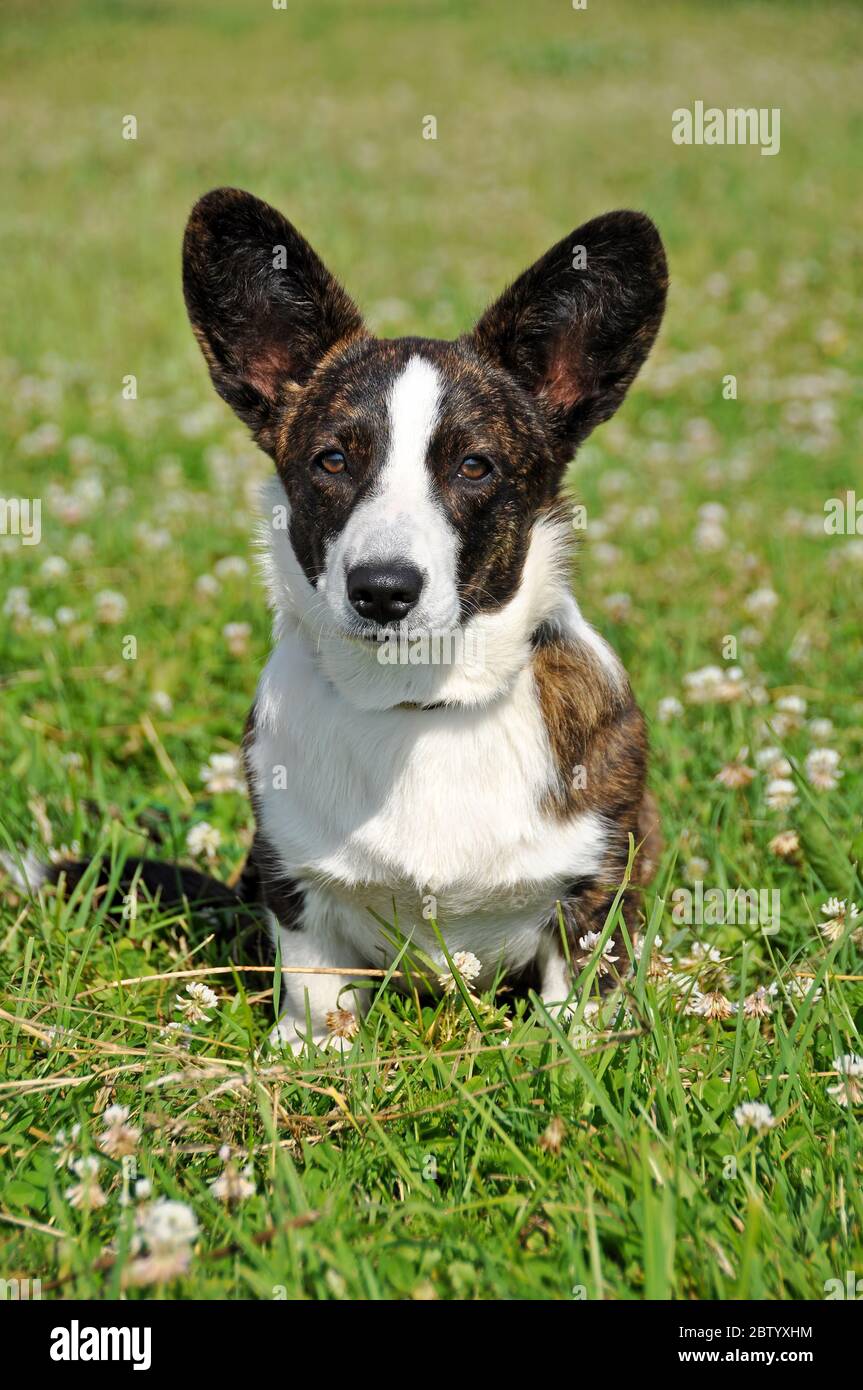 Welsh Cardigan Corgi dog on the grass Stock Photo