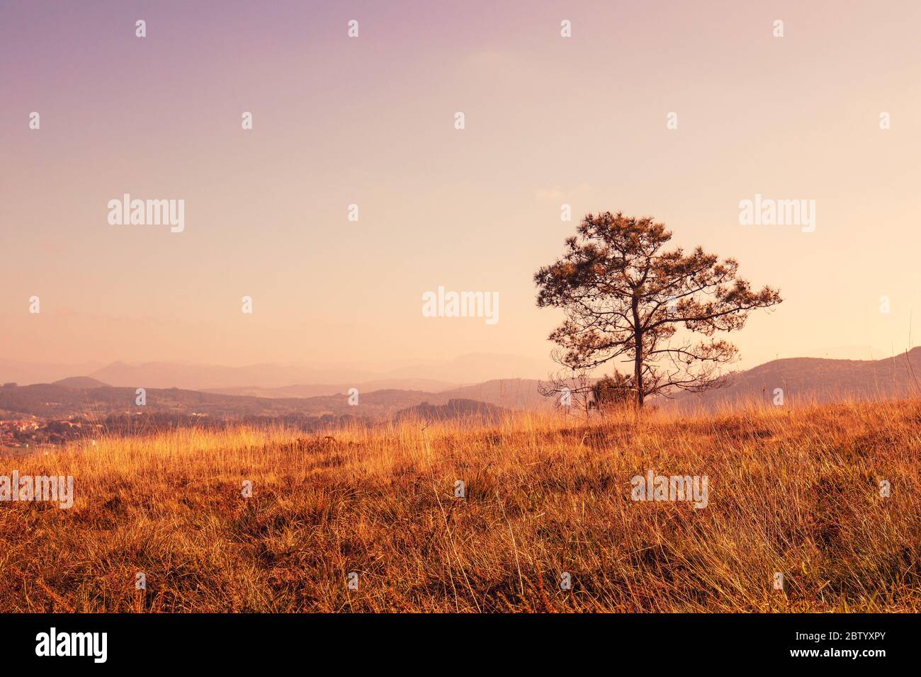 Lone pine tree on a hill covered with grass. Beautiful fresh nature on a spring sunny day. Red toned Stock Photo