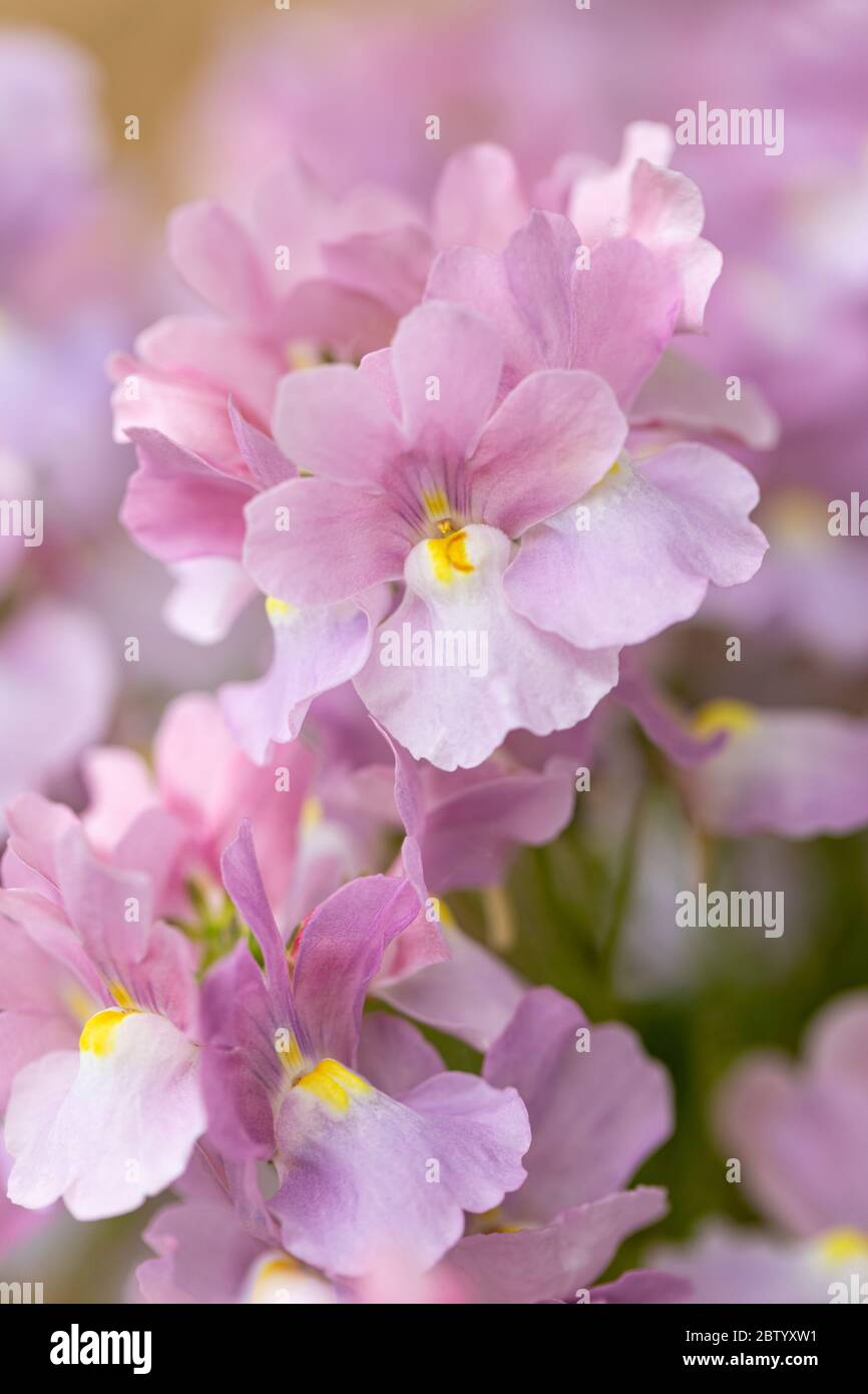 Close up of beautiful pink Nemesia Amelie blooms flowering in the UK Stock  Photo - Alamy
