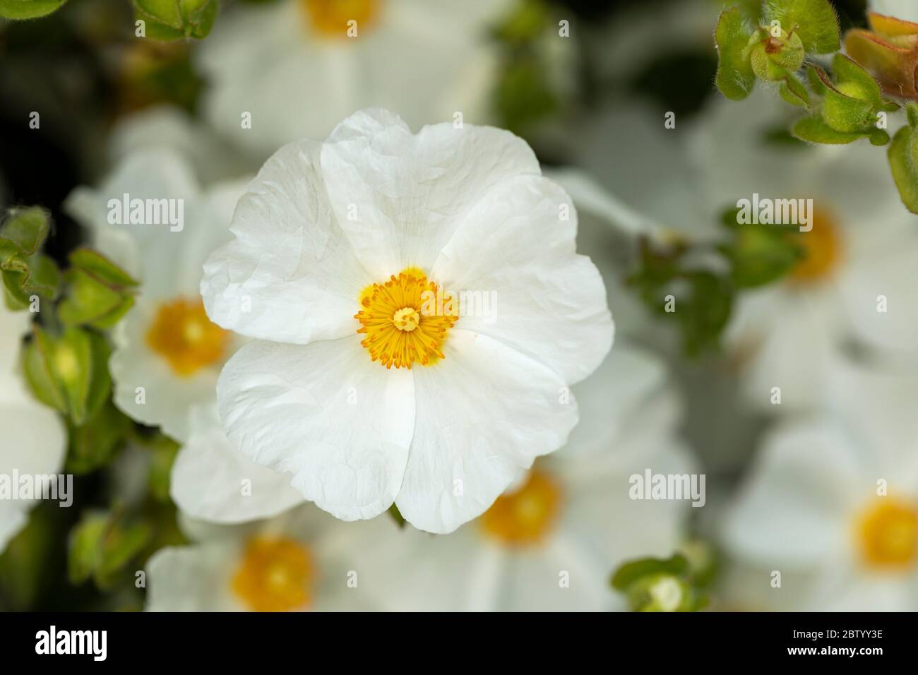 Close up of Cistus Obtusifolius Thrive white rock rose flowering in an English garden, England, UK Stock Photo
