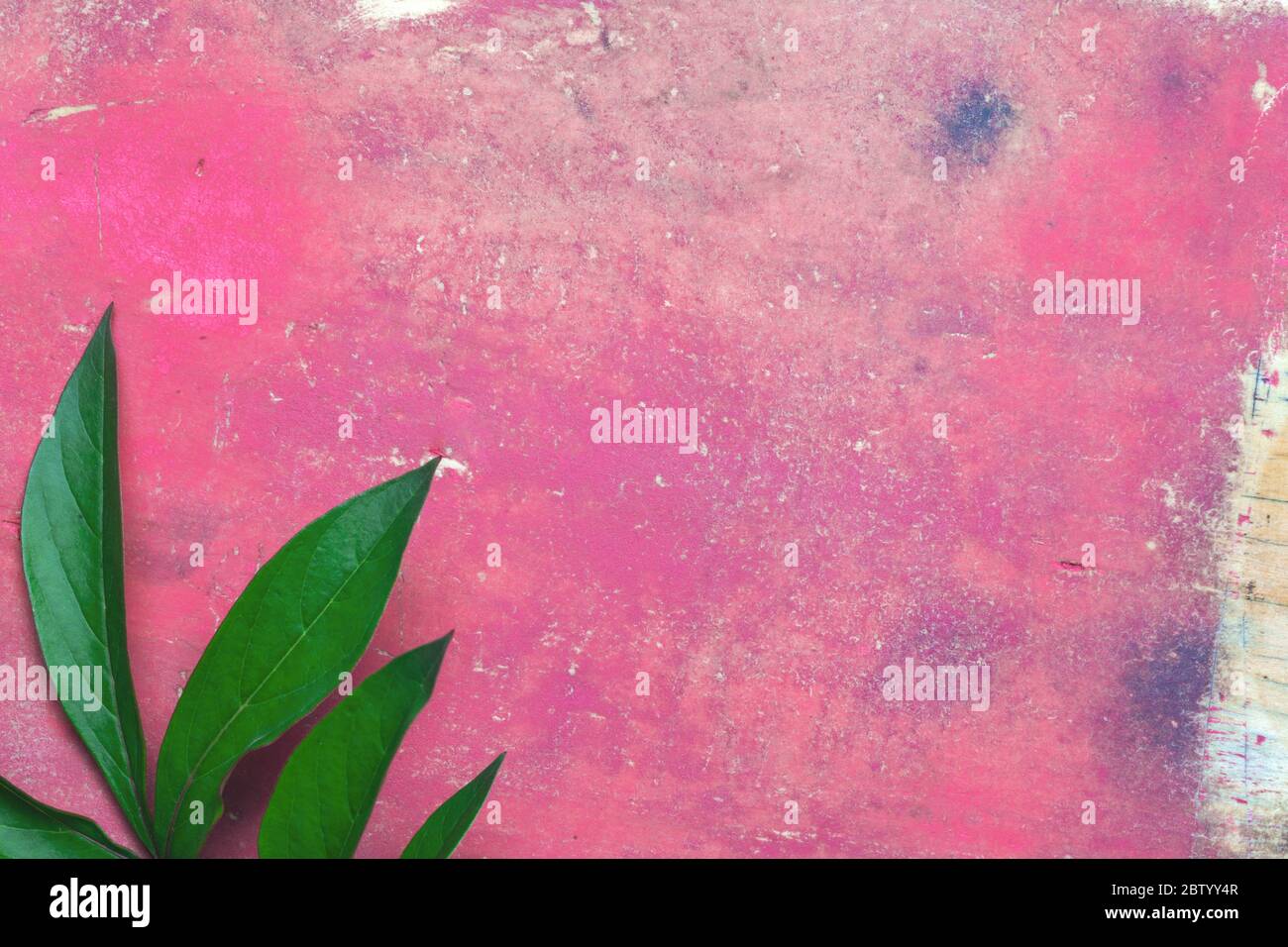 Old vintage grunge background. Wooden wall with peeling pink paint and green peony leaves in the corner Stock Photo