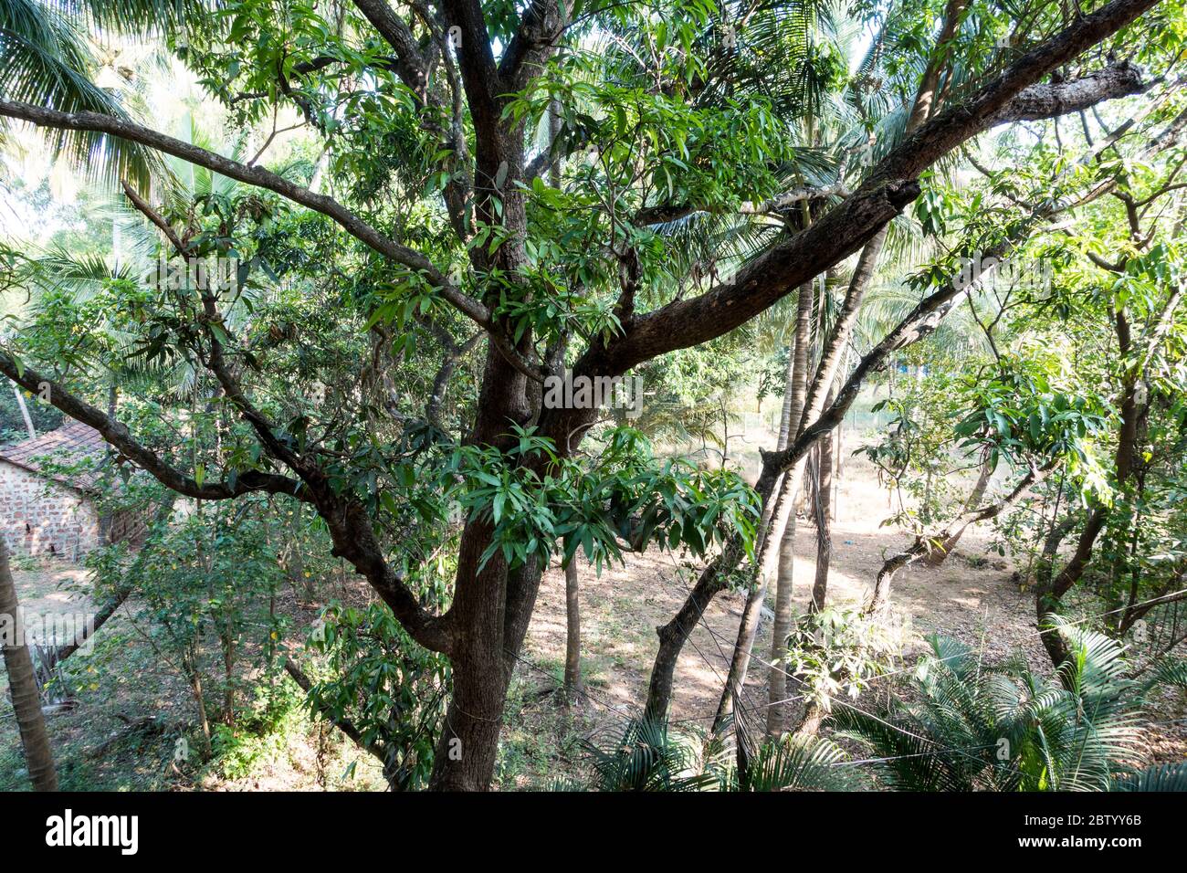 A walk through hotel Rio, along the Baga River to Mahindra Dorada Stock Photo