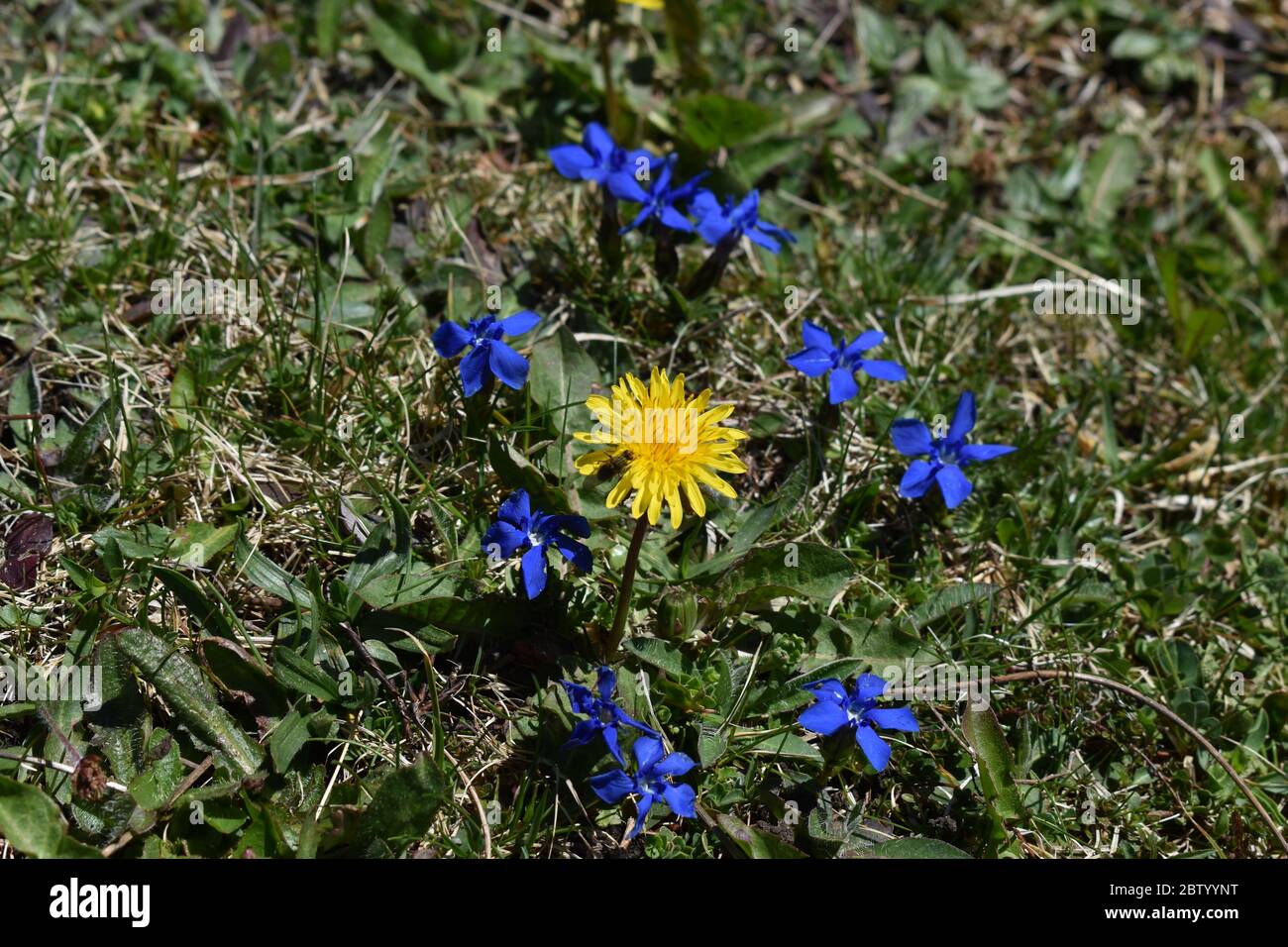 Blue enzian flower in the swiss alps Stock Photo