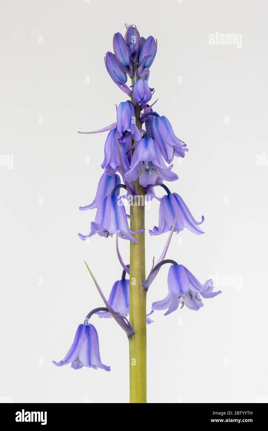 Close-up image of a Spanish Bluebell (Hyacinthoides hispanica) Stock Photo