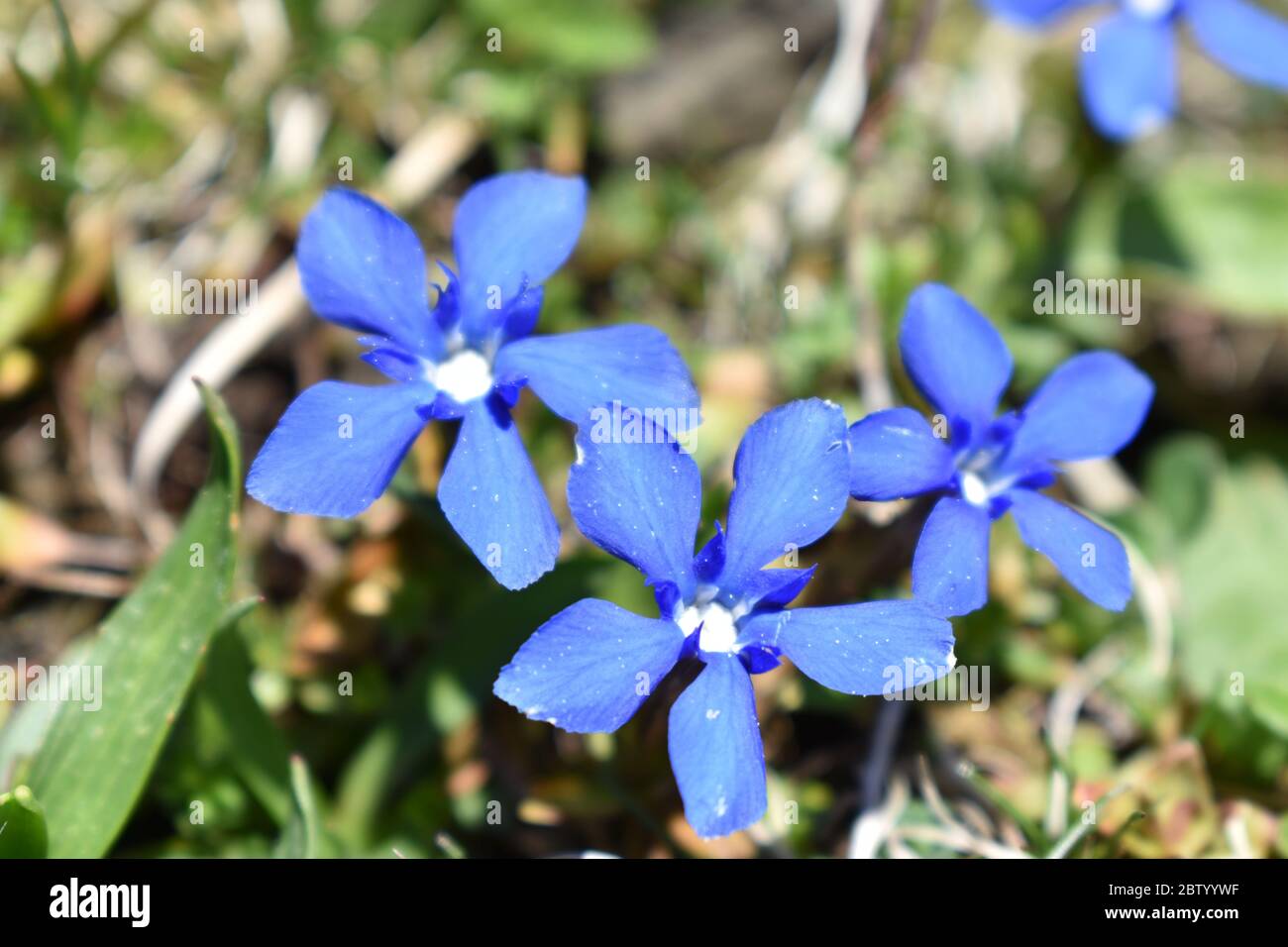 Blue enzian flower in the swiss alps Stock Photo