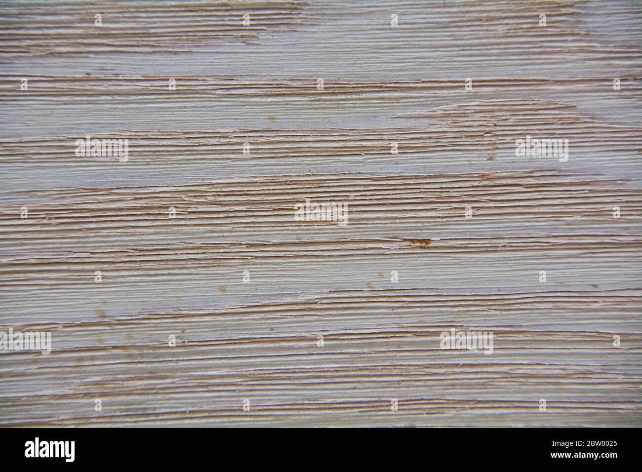 Texture of a light wood surface with darker and more visible veins: image suitable for use in high-definition graphic projects. Stock Photo