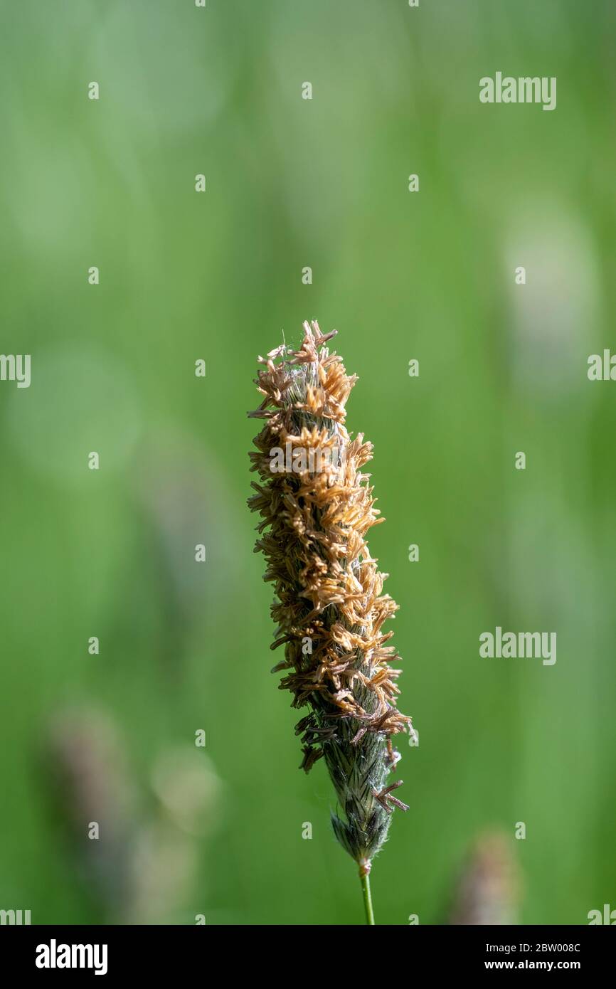 Timothy grass (Phleum pratense Stock Photo Alamy