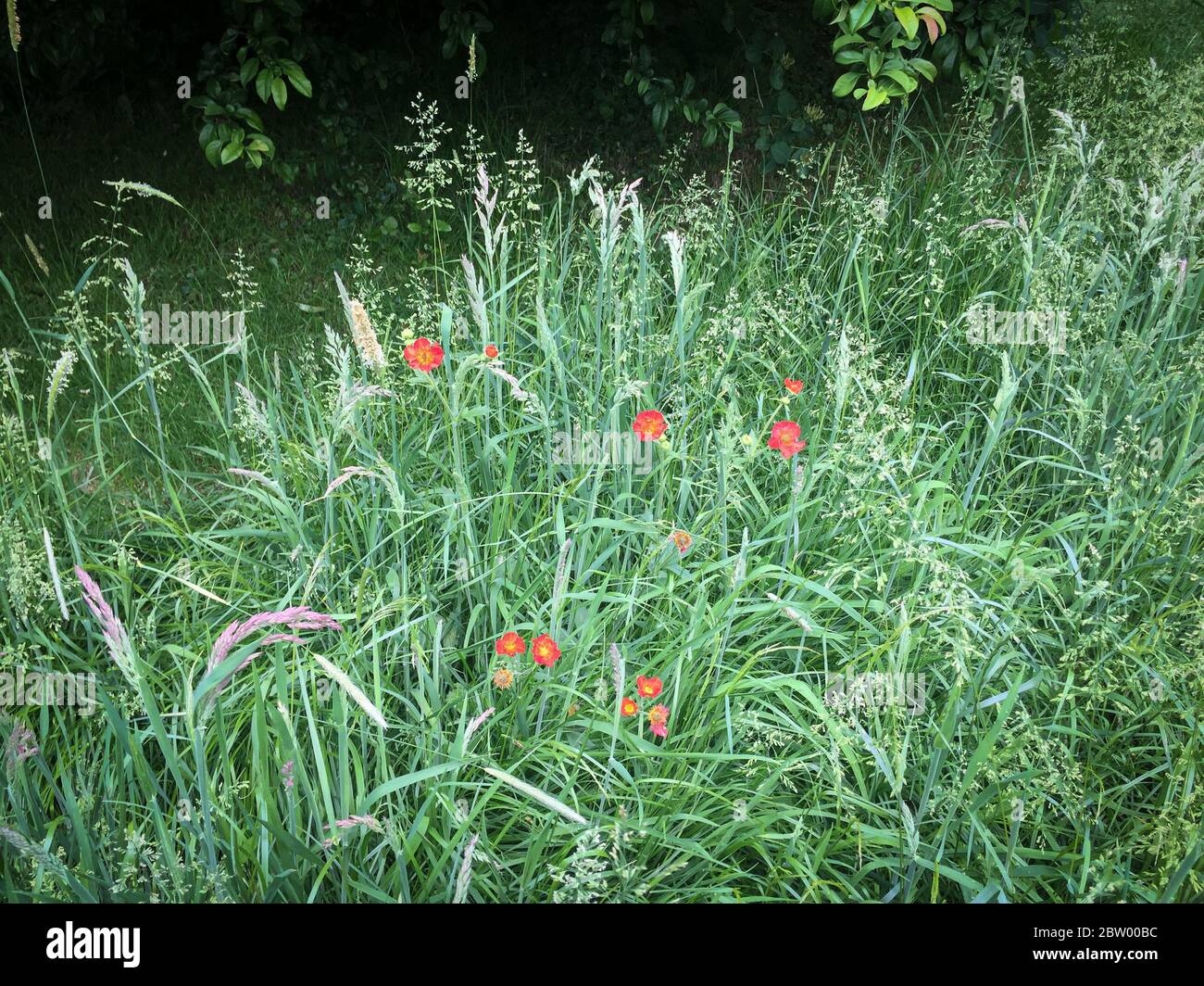 Geum 'Mrs Bradshaw' among mixed grasses in perennial meadow Stock Photo