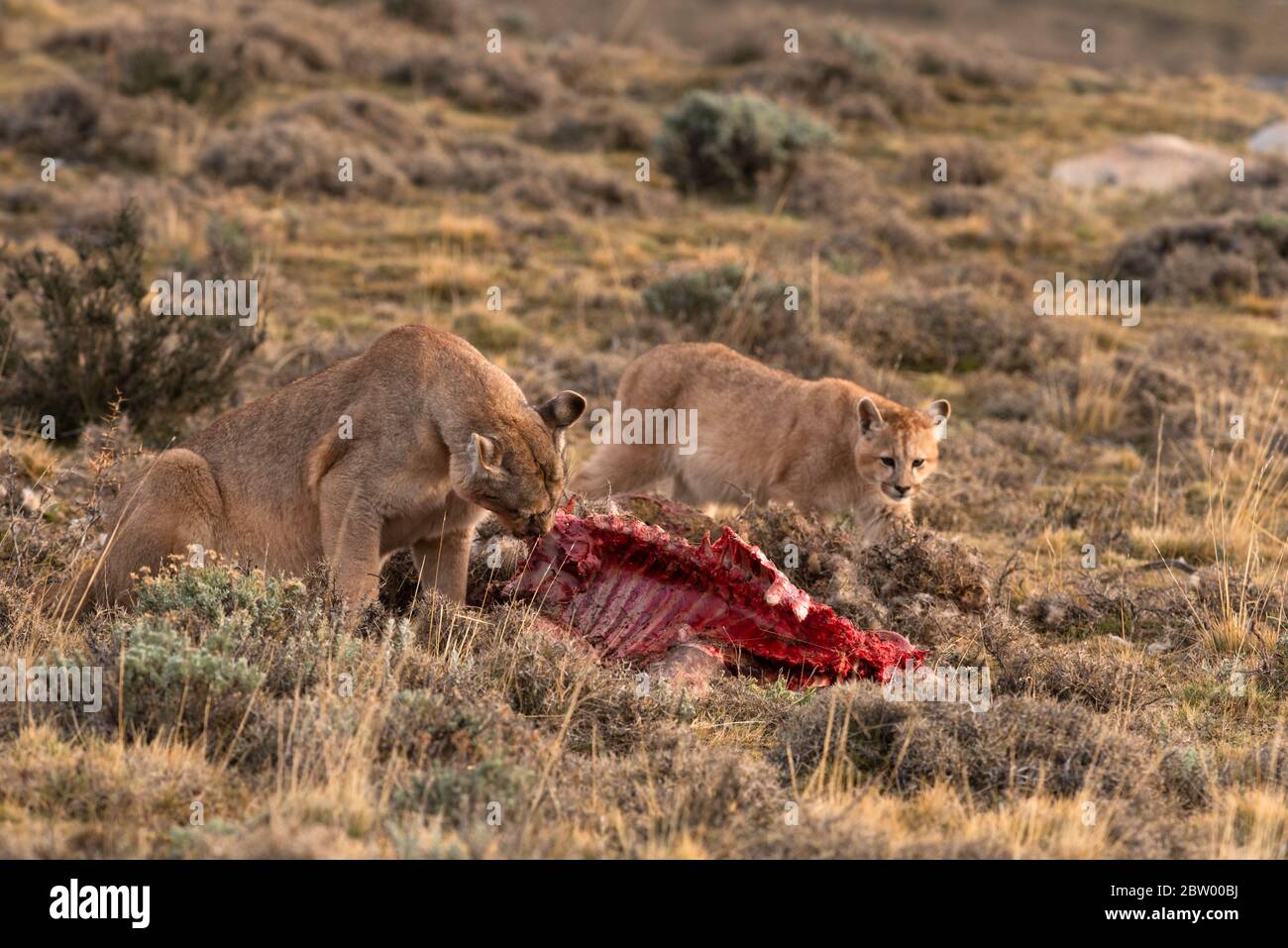 A Puma (Puma concolor) and its cub eating a Guanaco near Torres del Paine, Chile Stock Photo