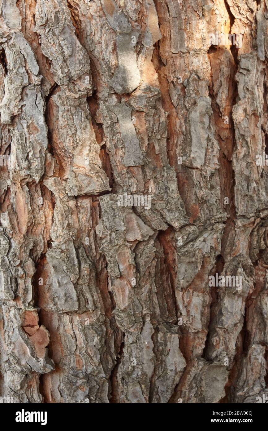 Very high definition texture of a portion of maritime pine bark. Stock Photo