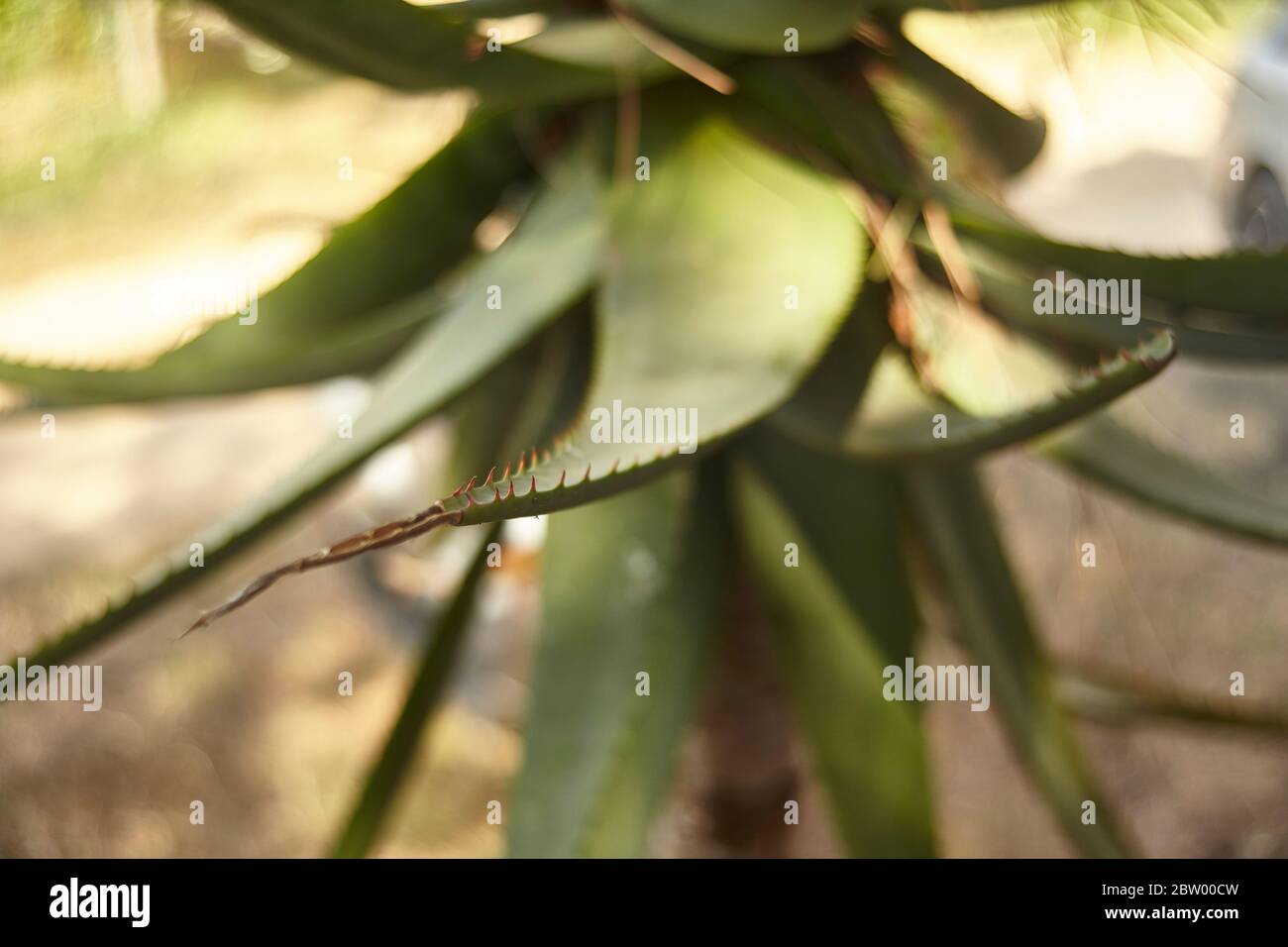 Detail of the tip of the aloe vera plant leaf with all the rest beyond the fuzzy tip. Stock Photo