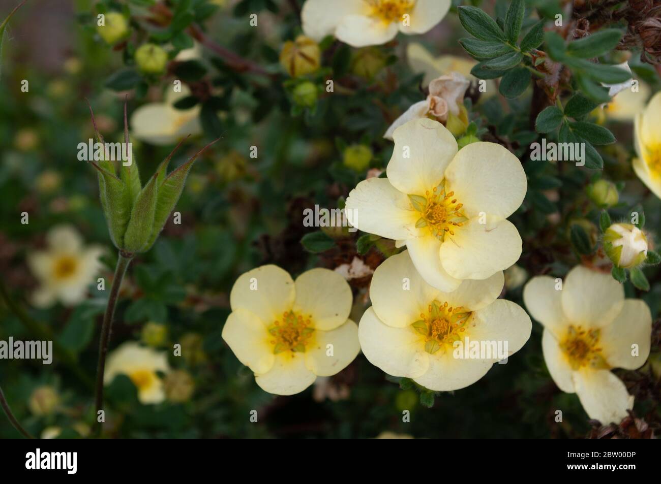Yellow potentilla flowers and seed pods Stock Photo