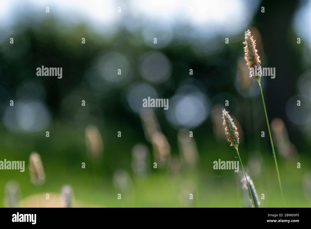 Timothy grass (Phleum pratense) Stock Photo