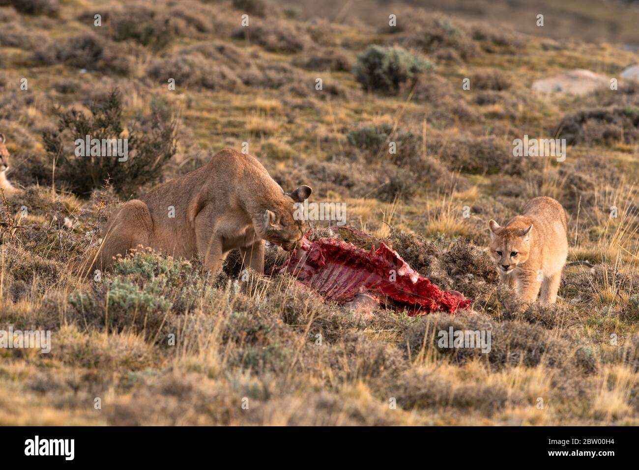 A Puma (Puma concolor) and its cub eating a Guanaco near Torres del Paine, Chile Stock Photo