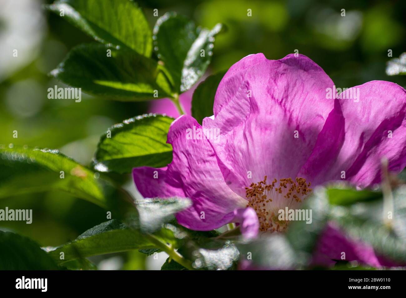 Dog Rose (Rosa canina) flower Stock Photo Alamy