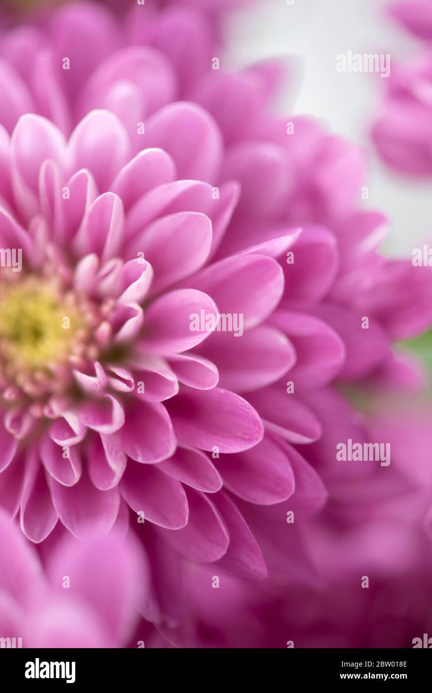 Chrysanthemum closeup view hi-res stock photography and images - Alamy