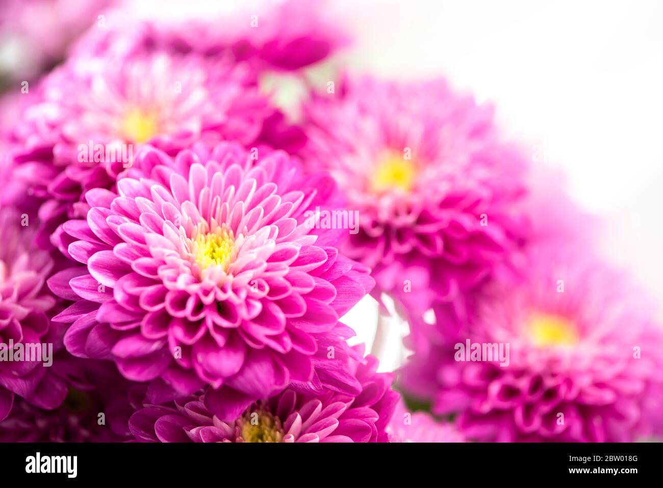 Chrysanthemum september hi-res stock photography and images - Alamy