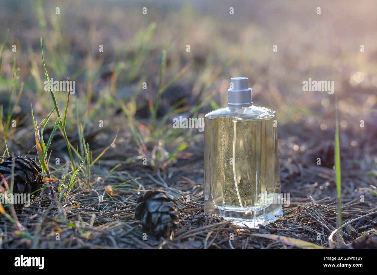 A Bottle Of Perfume Stands On The Ground Among Cones And Needles Rectangular Glass Bottle On The Ground In The Morning Forest Perfumery Goods Close Stock Photo Alamy