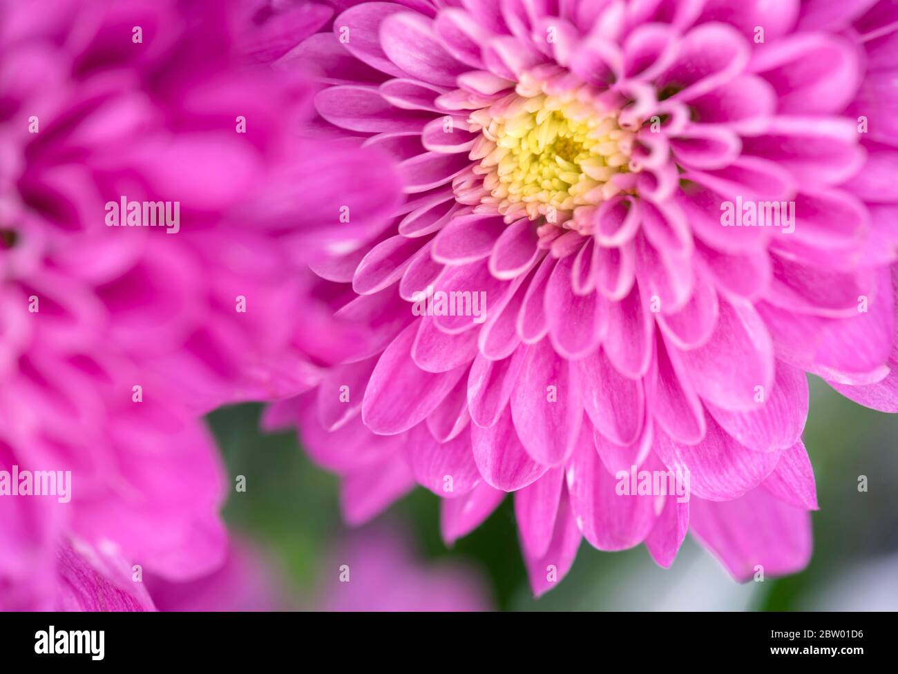 Chrysanthemum and bud hi-res stock photography and images - Alamy