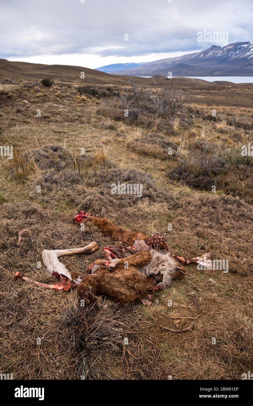 Guanaco carcass after being killed by a Puma in southern Chile Stock Photo