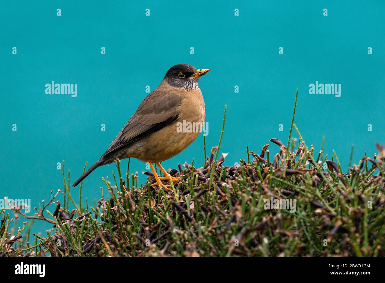 An Austral Thrush (Turdus falcklandii) from Torres del Paine, Chile. Stock Photo