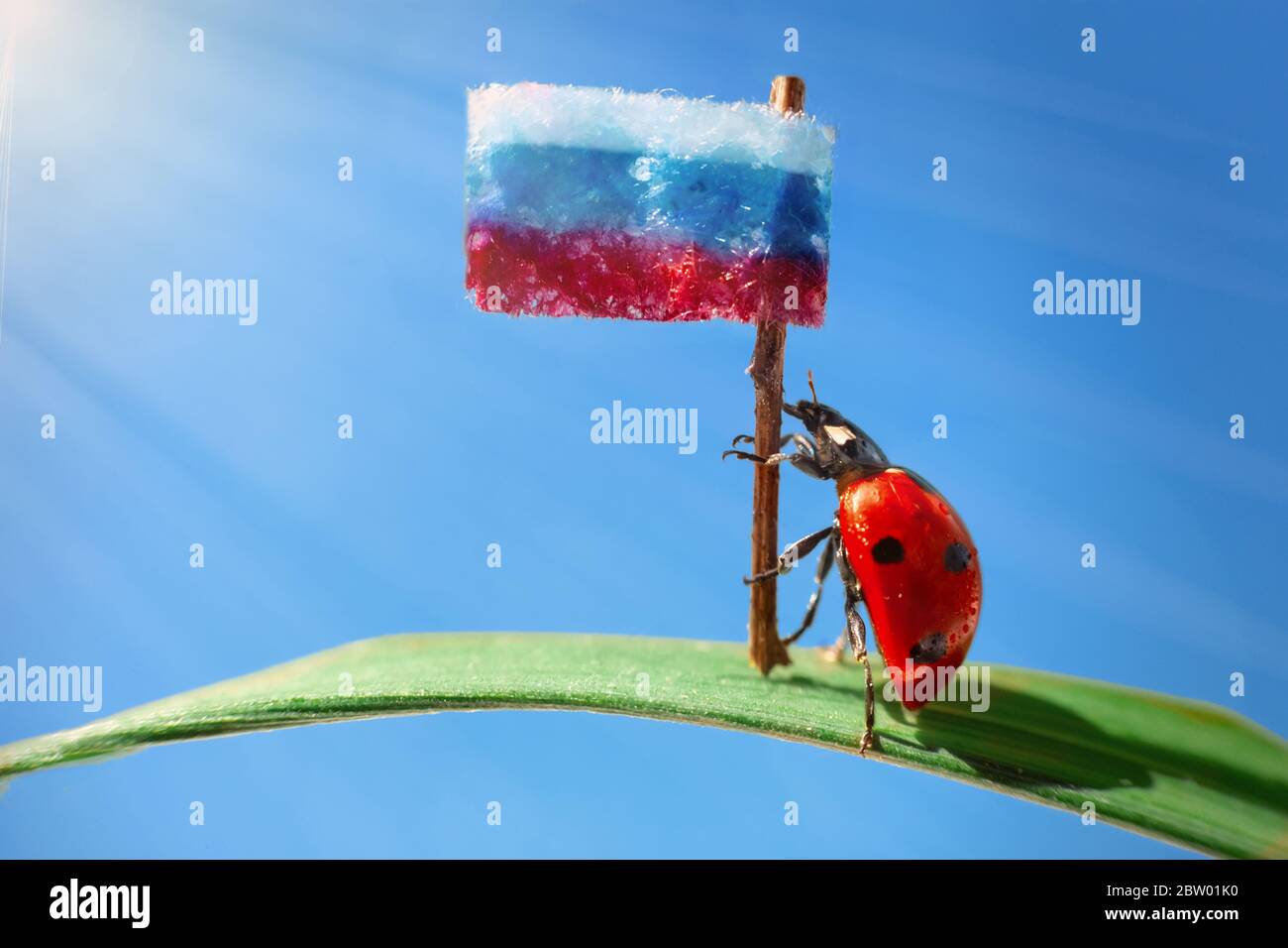 A red ladybug stands on a green leaf of grass, holds the flag of Russia, on a blue background with the rays of the sun. Holiday concept Russia Day. Co Stock Photo