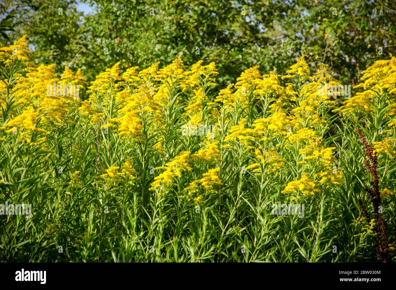 goldenrod weed flower in the meadow Stock Photo