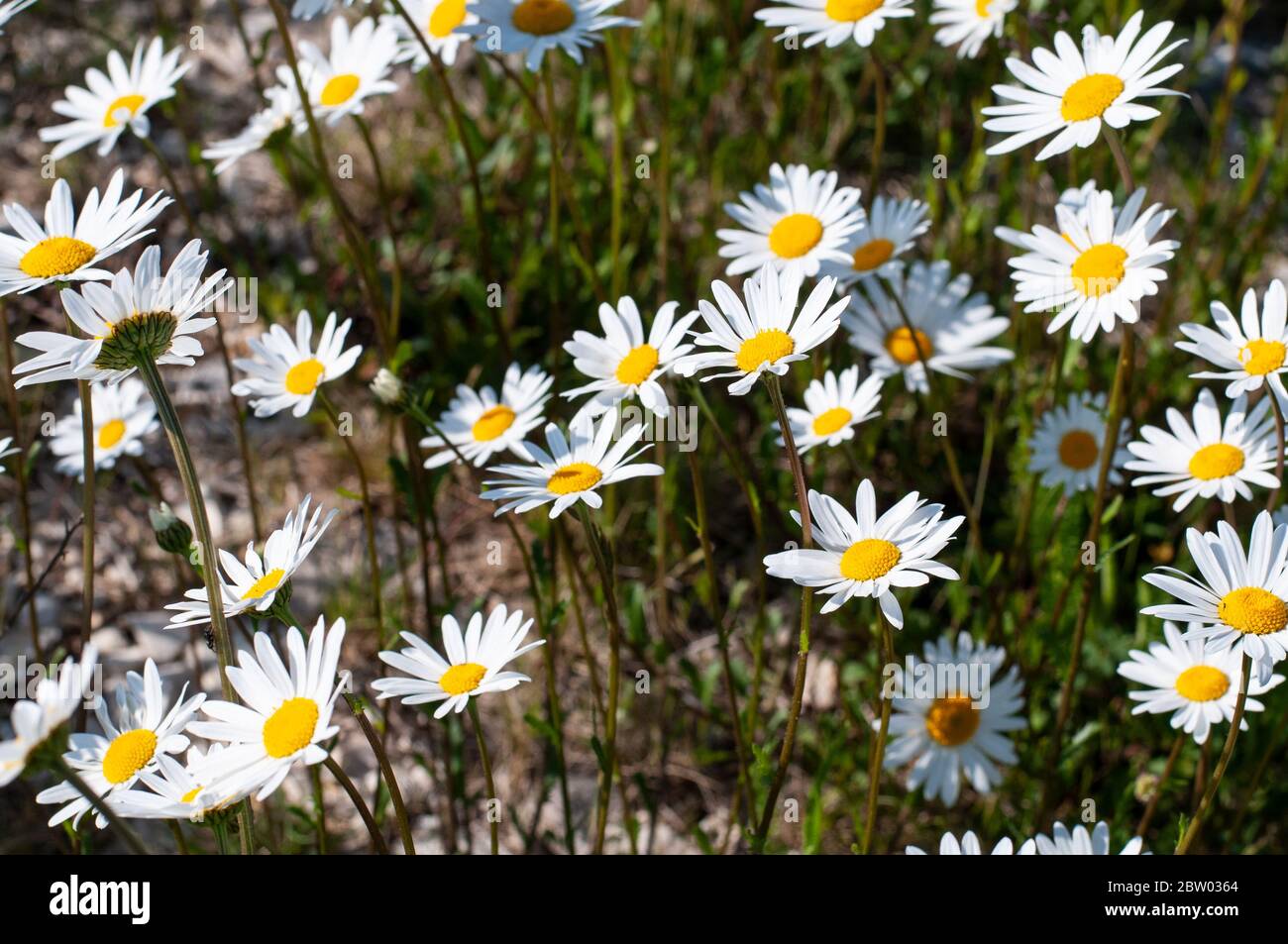 argyranthemum frutescens or marguerite daisies in a meadow in springtime Stock Photo