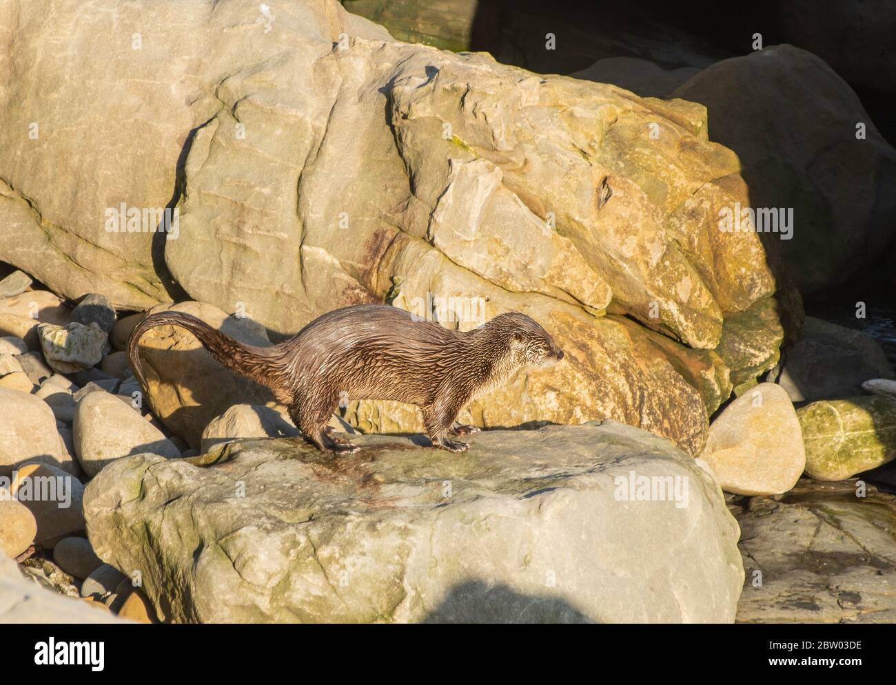 River Otter, Lutra canadensis, on the Pacific Coast in Sonoma County, California. Stock Photo