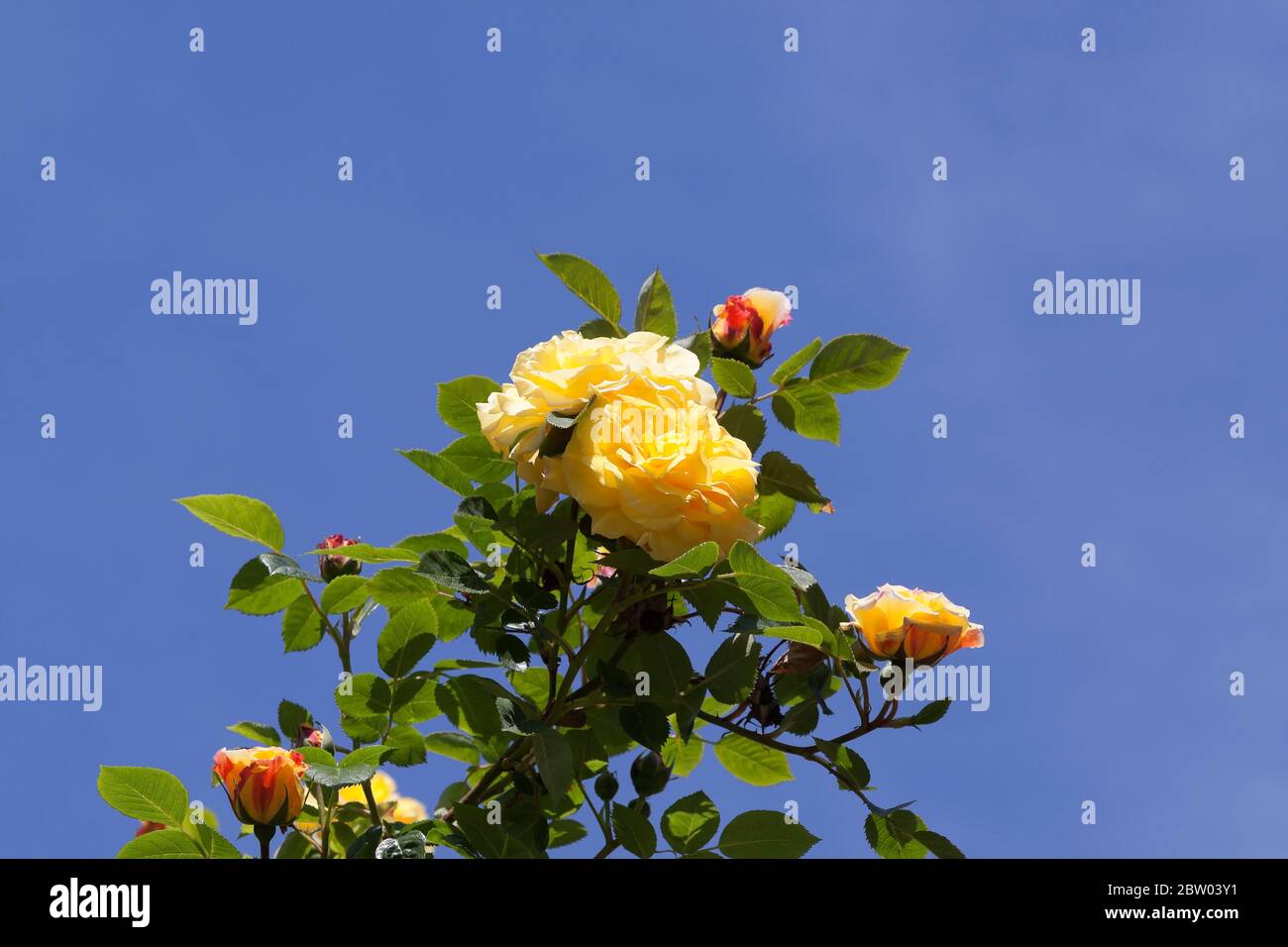 Yellow climbing roses Stock Photo - Alamy