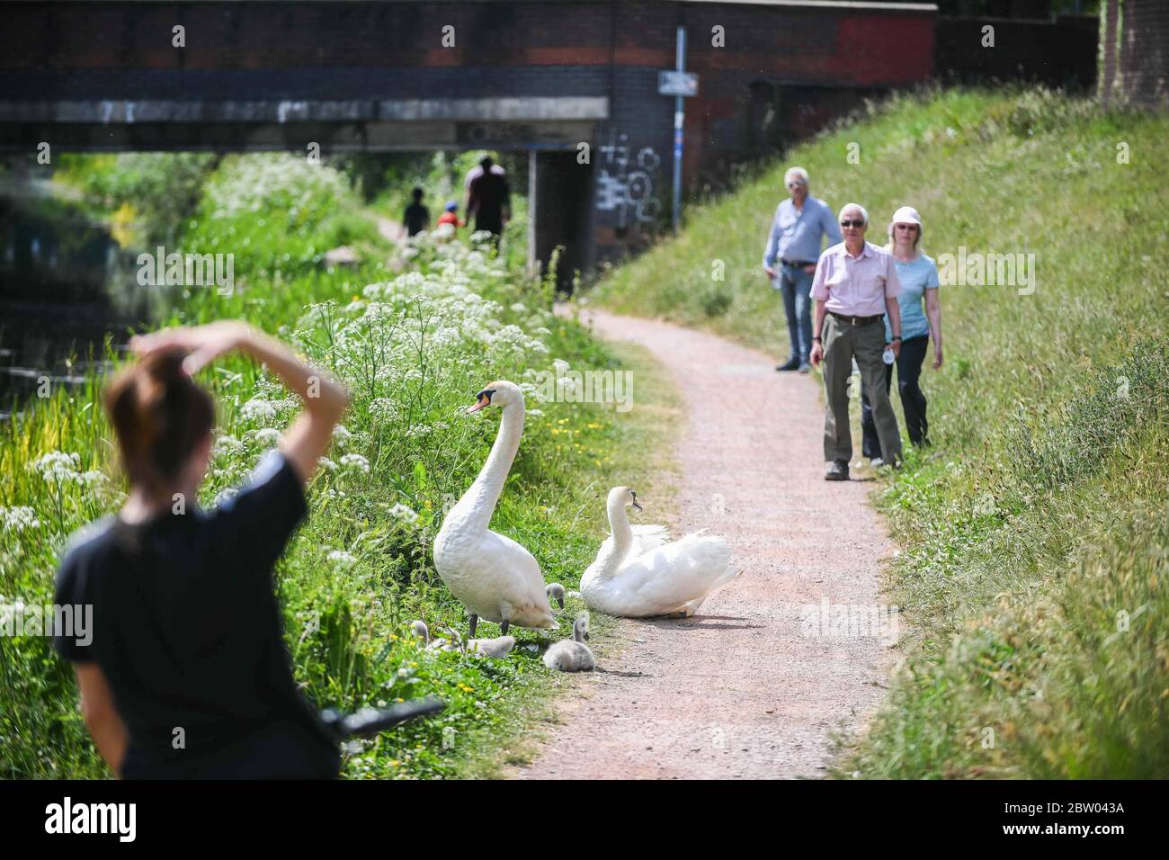 Neath, Wales, UK. 28th May 2020. A pair of Swans and their cygnets have become a big hit with locals during the lockdown period, in Neath, South Wales. The Swans have made their home along the Neath Canal in town, carefully looking after their youngsters along the bank in the fine Summer weather, just don't get too close! Pictured are people taking a wide birth as they pass the birds in the calan path.  Robert Melen/Alamy Live News. Stock Photo