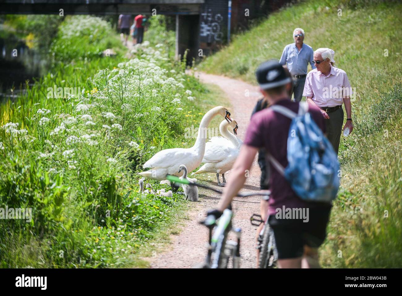 Neath, Wales, UK. 28th May 2020. A pair of Swans and their cygnets have become a big hit with locals during the lockdown period, in Neath, South Wales. The Swans have made their home along the Neath Canal in town, carefully looking after their youngsters along the bank in the fine Summer weather, just don't get too close! Pictured are people taking a wide birth as they pass the birds in the calan path.  Robert Melen/Alamy Live News. Stock Photo