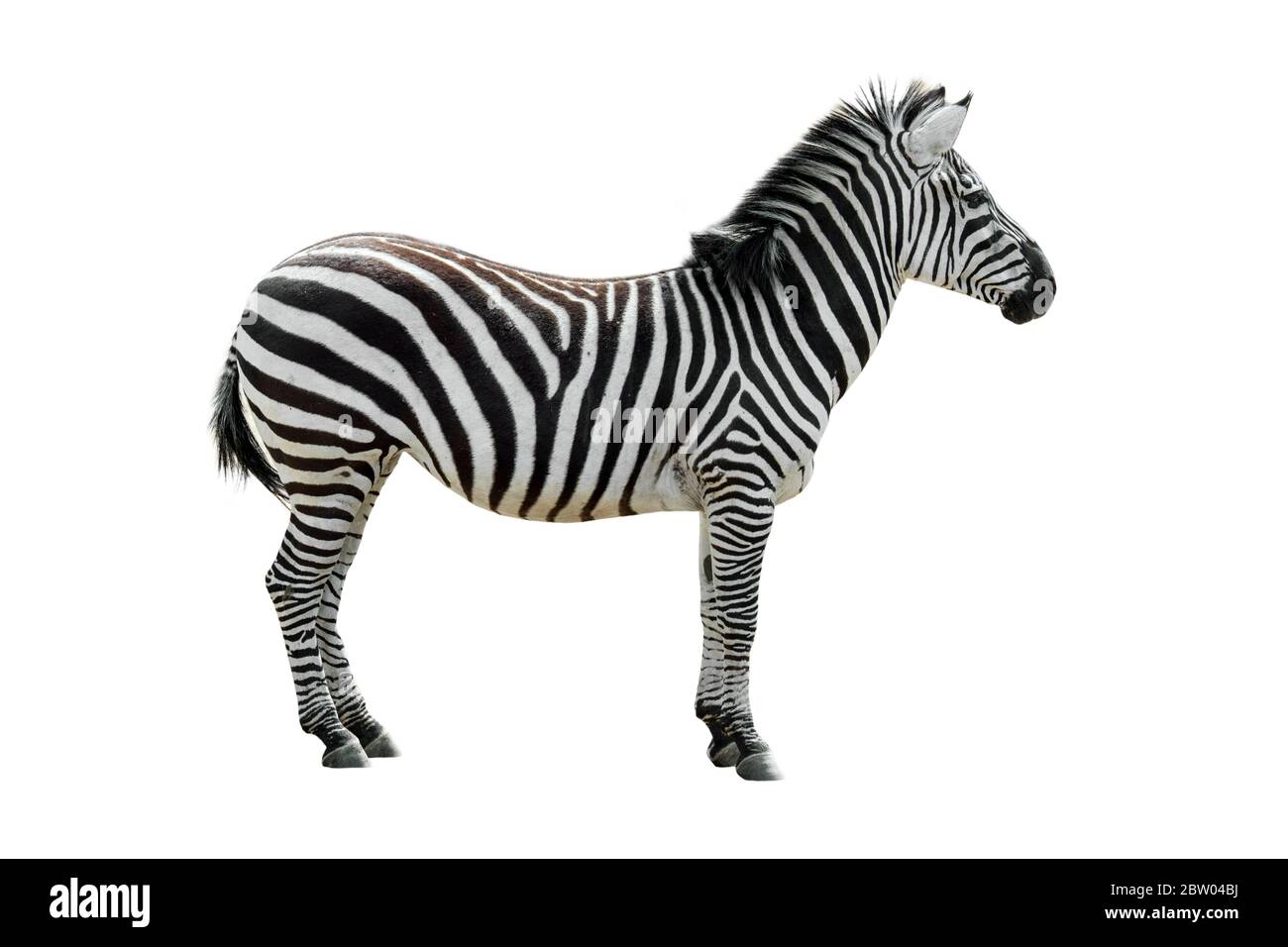 Plains zebra / common zebra (Equus quagga / Equus burchellii) against white background Stock Photo